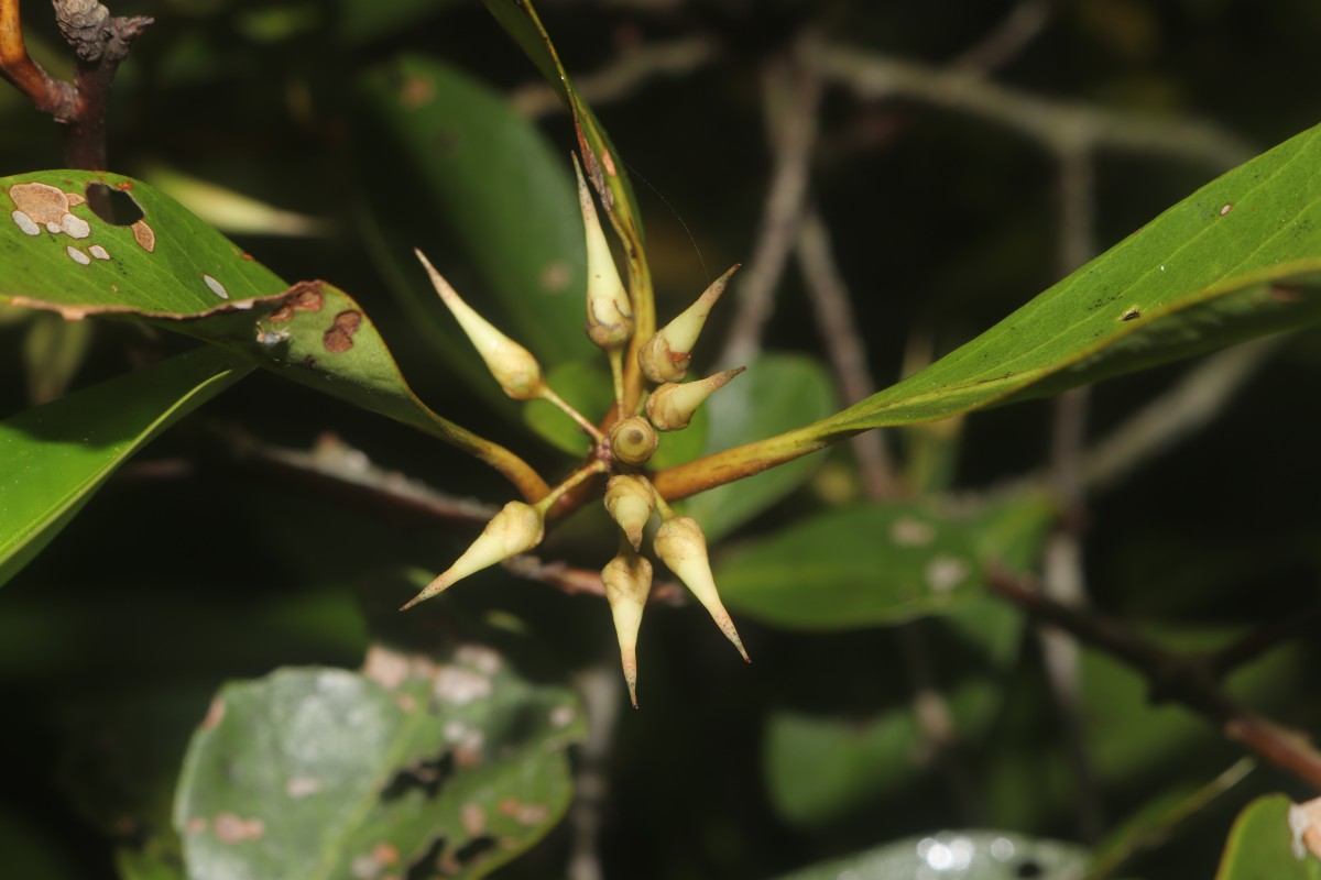 Aegiceras corniculatum (L.) Blanco